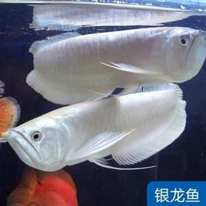 觀賞金龍魚活體魚苗批發：觀賞金龍魚活體魚苗批發需要注意哪些問題