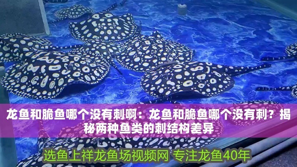 龍魚(yú)和脆魚(yú)哪個(gè)沒(méi)有刺?。糊堲~(yú)和脆魚(yú)哪個(gè)沒(méi)有刺？揭秘兩種魚(yú)類(lèi)的刺結(jié)構(gòu)差異