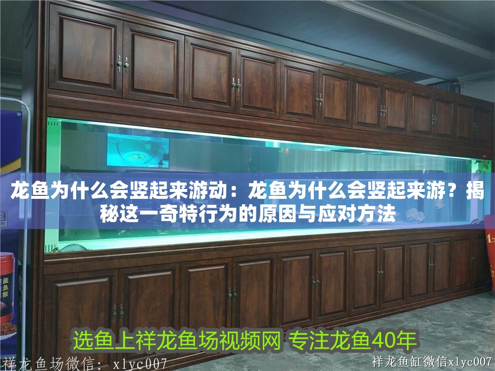 龍魚為什么會豎起來游動：龍魚為什么會豎起來游？揭秘這一奇特行為的原因與應對方法