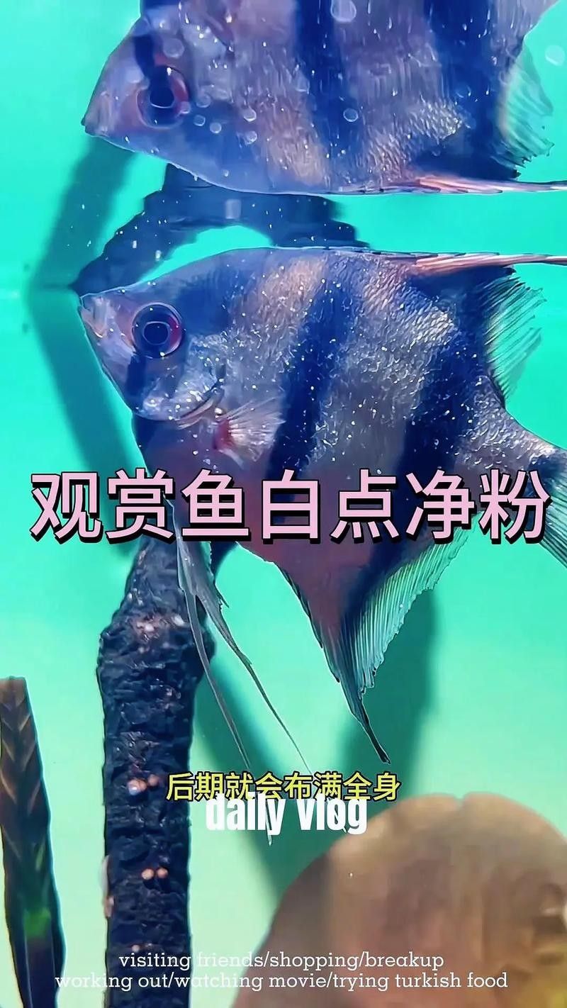 龍魚全身長白點