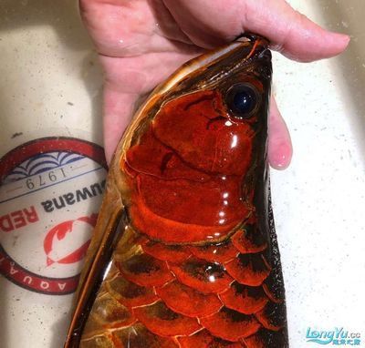 龍魚芯片查詢：如何辨別龍魚芯片真?zhèn)?龍魚芯片信息解讀方法