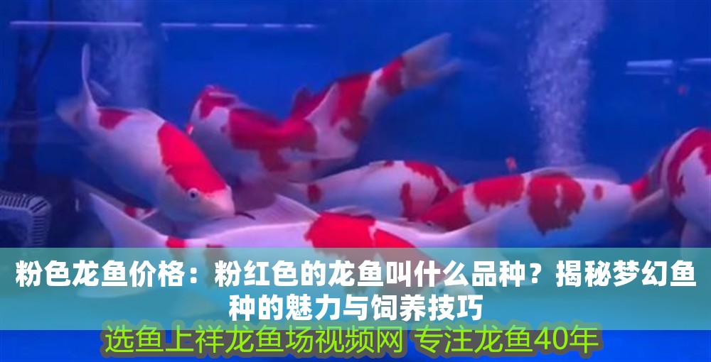 粉色龍魚價格：粉紅色的龍魚叫什么品種？揭秘夢幻魚種的魅力與飼養技巧