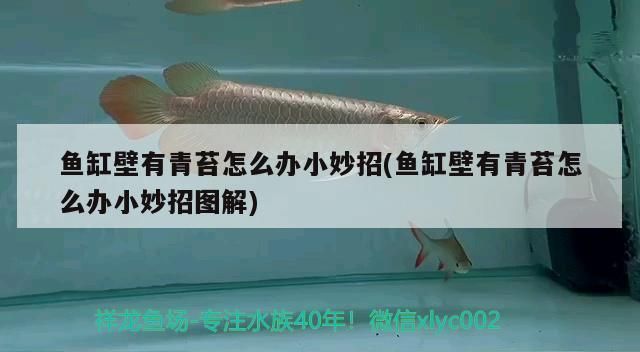 家養(yǎng)六角恐龍魚好嗎：六角恐龍魚的養(yǎng)殖方法介紹