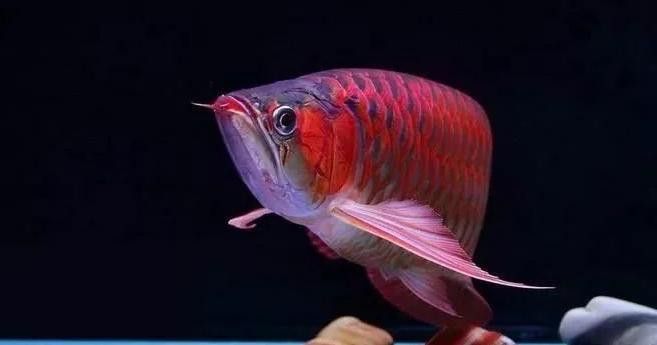 龍魚鰓蓋起水泡的癥狀有哪些