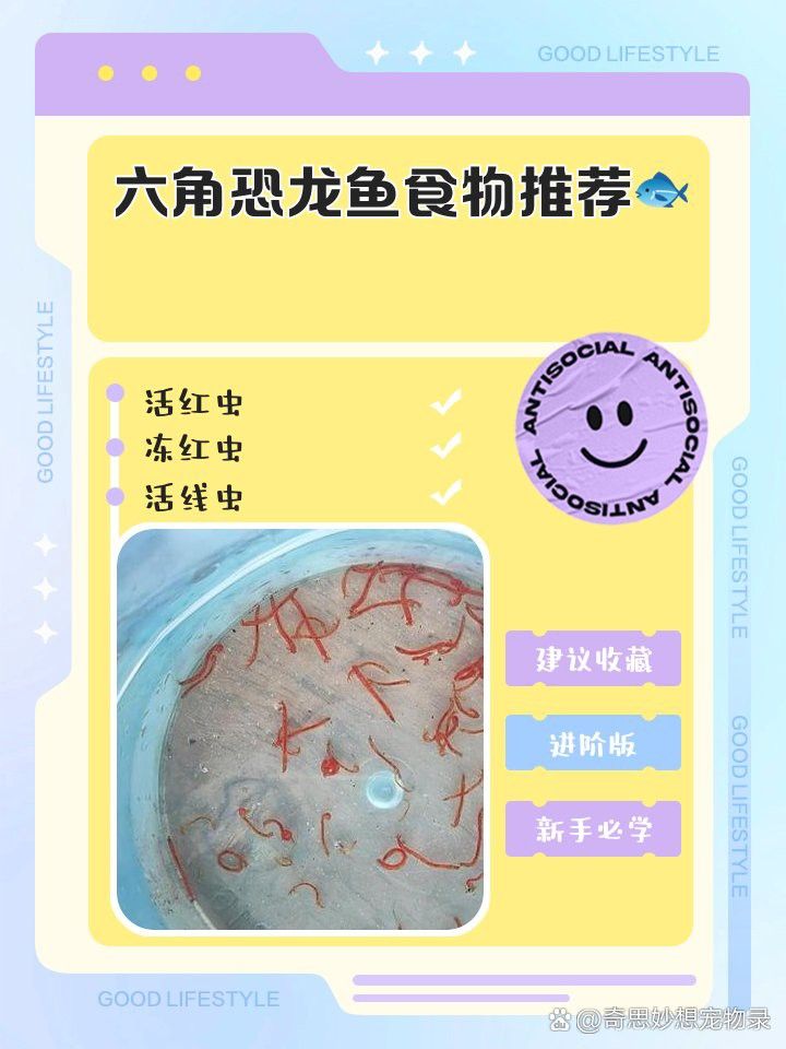六角龍魚吃死紅蟲嗎