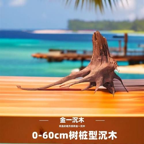 給我推薦幾款適合養(yǎng)龍魚的沉木 給我推薦幾款適合養(yǎng)龍魚的沉木 龍魚百科 第9張