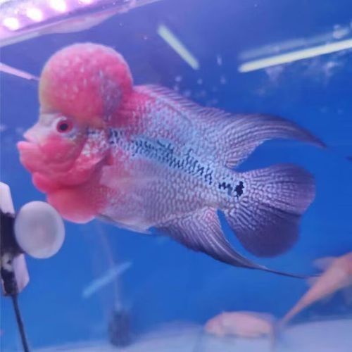 銀龍魚和羅漢魚哪個(gè)貴些 銀龍魚和羅漢魚哪個(gè)貴些 龍魚百科 第7張