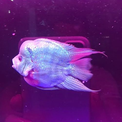 銀龍魚和羅漢魚哪個(gè)貴些 銀龍魚和羅漢魚哪個(gè)貴些 龍魚百科 第6張