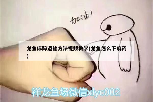 龍魚如何麻醉喂養的，龍魚麻醉前后如何喂養，龍魚麻醉前后如何喂養最佳時機