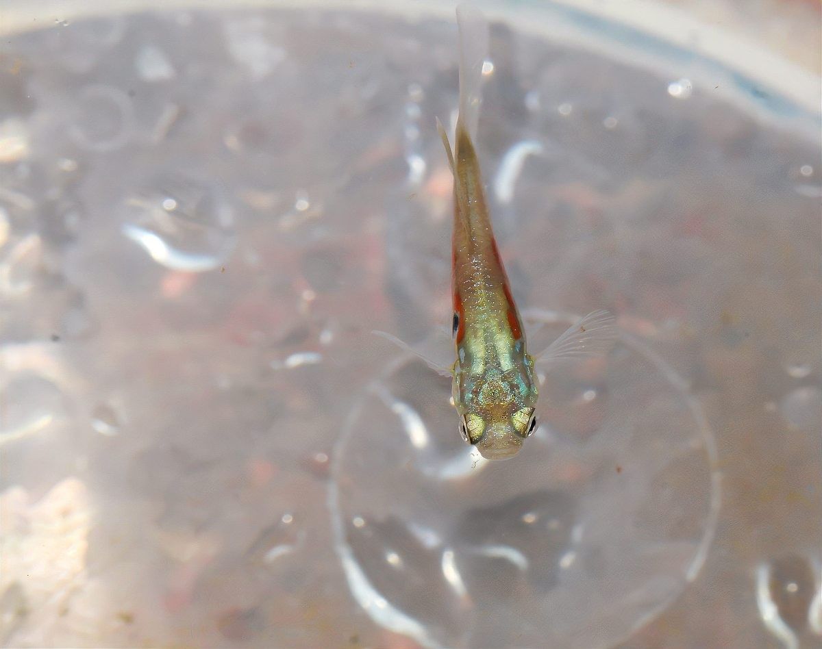 龍魚寄生蟲治療期間需要加溫嗎？