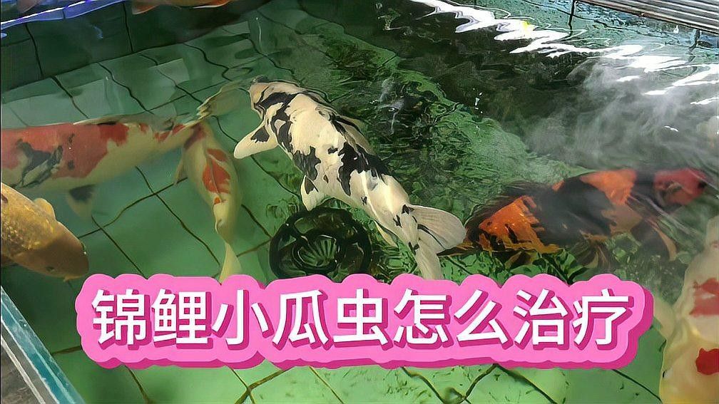 龍魚寄生蟲治療期間需要加溫嗎？