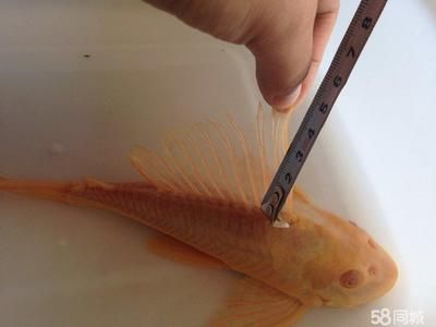 女王大帆魚苗疾病預防方法：女王大帆魚苗飼料選擇指南，