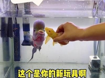 女王大帆魚苗疾病預防方法：女王大帆魚苗飼料選擇指南，