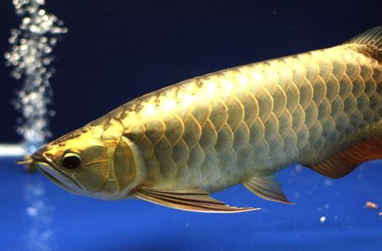龍魚怎么增色效果好一點，如何判斷龍魚健康狀態 龍魚怎么增色效果好一點，如何判斷龍魚健康狀態 龍魚百科 第3張