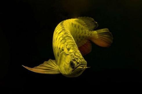 龍魚怎么增色效果好一點，如何判斷龍魚健康狀態 龍魚怎么增色效果好一點，如何判斷龍魚健康狀態 龍魚百科 第4張