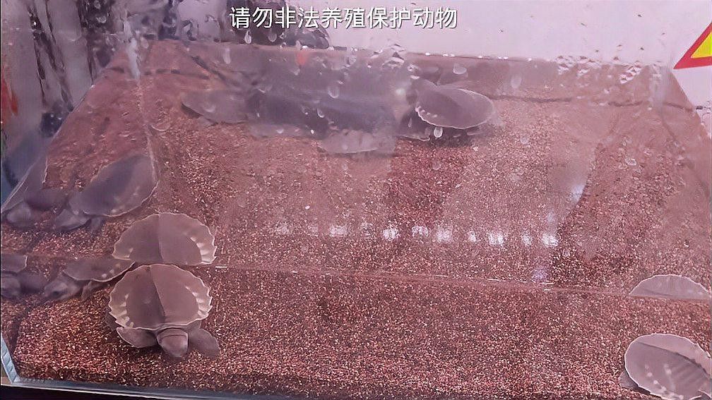 可以和龍魚一起養的龜