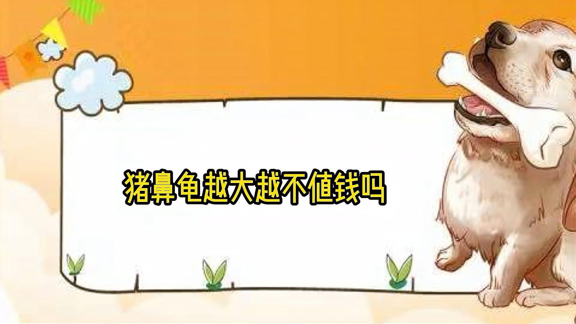 可以和龍魚一起養的龜
