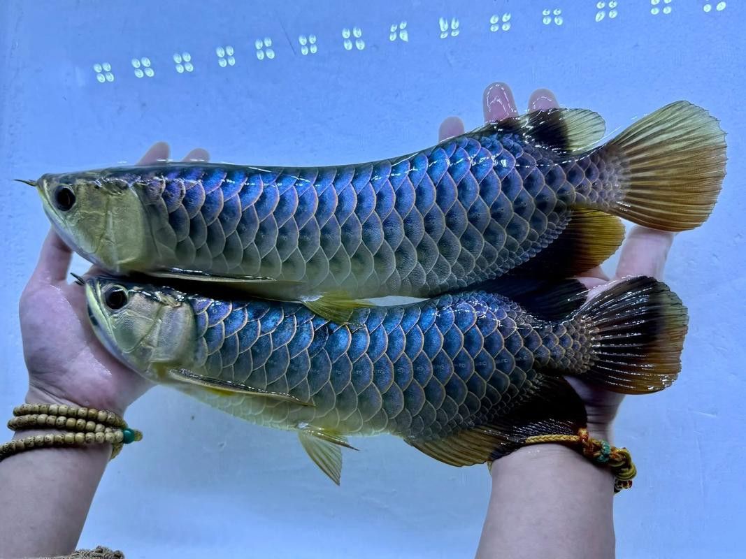 過(guò)背金龍魚(yú)圖片高清圖大圖欣賞 過(guò)背金龍魚(yú)圖片高清圖大圖欣賞 龍魚(yú)百科 第5張
