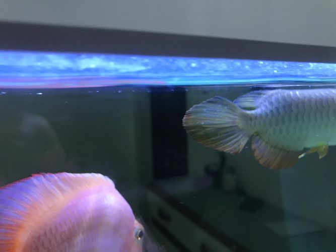 金龍魚尾巴白點，金龍魚尾巴上的白點可能是由多種原因引起的