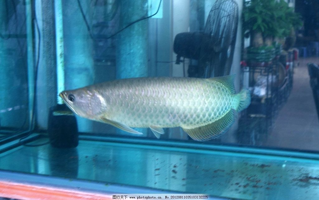 養銀龍魚魚缸要什么樣的背景（養銀龍魚的魚缸背景應該選擇什么顏色？）