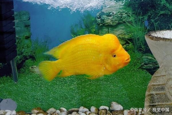 龍魚缸酸堿度多少：龍魚缸的酸堿度對于水生生物的健康至關重要