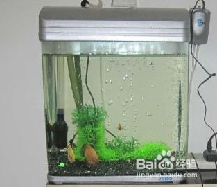 魚缸過濾器怎么上水，如何維護魚缸過濾器