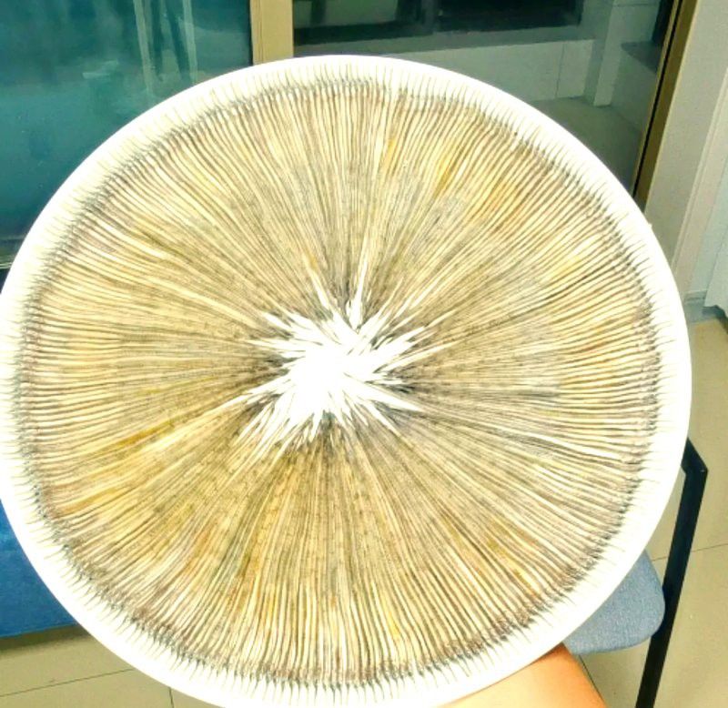 海龍魚好吃嘛
