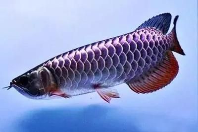 龍魚胡子打彎的原因（龍魚胡子打彎原因及解決方法）