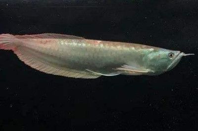 龍魚胡子打彎的原因（龍魚胡子打彎原因及解決方法）