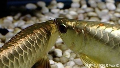 家里養(yǎng)龍魚的風(fēng)水：如何養(yǎng)護(hù)龍魚提升風(fēng)水 家里養(yǎng)龍魚的風(fēng)水：如何養(yǎng)護(hù)龍魚提升風(fēng)水 龍魚百科 第1張