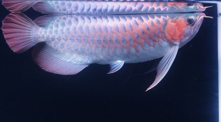 家里養(yǎng)龍魚的風(fēng)水：如何養(yǎng)護(hù)龍魚提升風(fēng)水 家里養(yǎng)龍魚的風(fēng)水：如何養(yǎng)護(hù)龍魚提升風(fēng)水 龍魚百科 第2張
