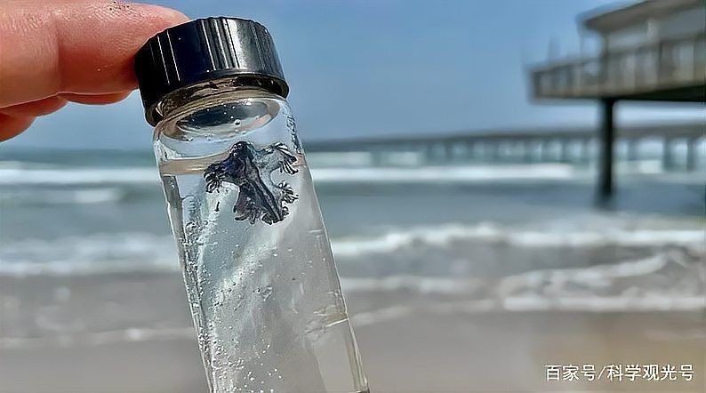 藍色的龍是誰的真身 藍色的龍是誰的真身 龍魚百科 第4張