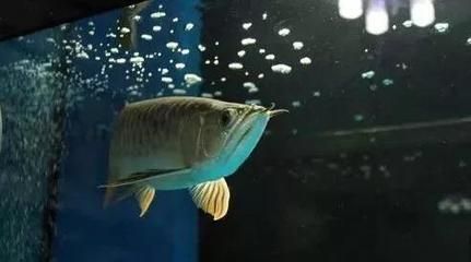 龍魚燈光使用方法圖解 龍魚百科 第3張 龍魚燈光使用方法圖解 龍魚燈光使用方法圖解 龍魚百科 第3張