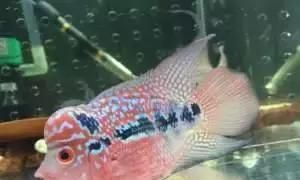龍魚魟魚飛鳳一起養可以嗎：龍魚可以與虎魚、飛鳳魚混合飼養嗎