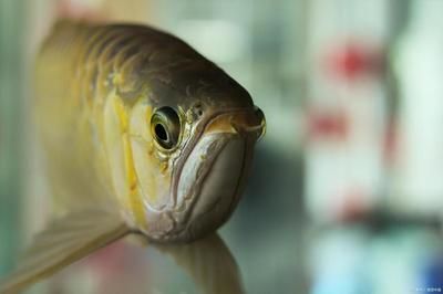 小龍魚喂養注意什么問題：小龍魚喂養注意事項