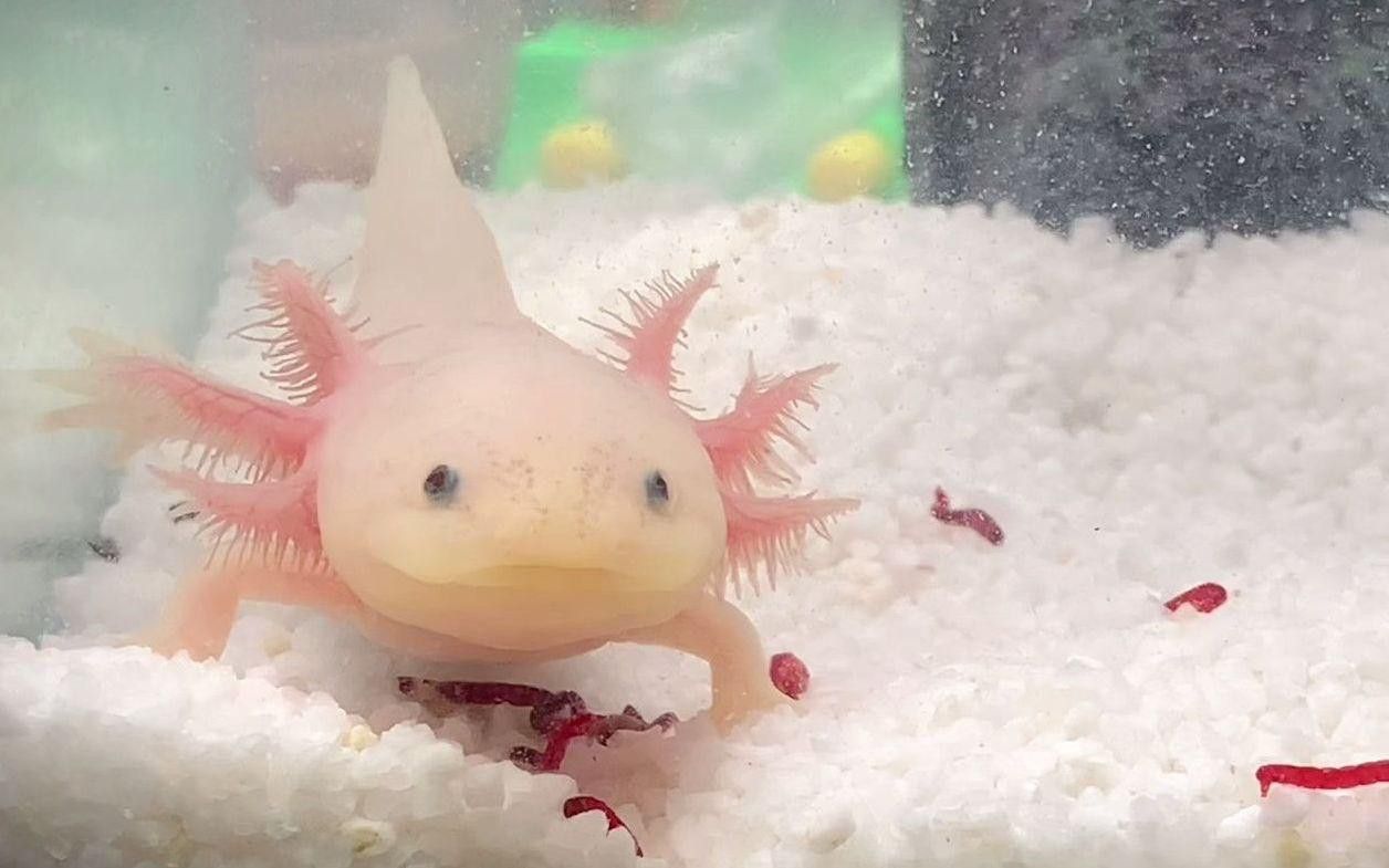 六角恐龍魚有哪些互動行為