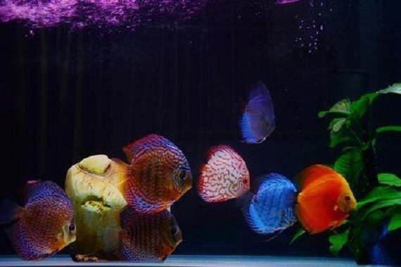 黑云魚和龍魚混養可以嗎圖片 黑云魚和龍魚混養可以嗎圖片 龍魚百科 第24張