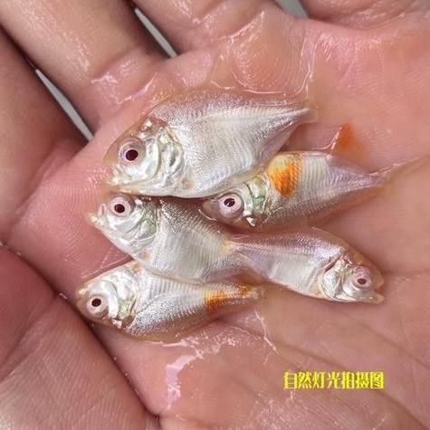 黑云魚和龍魚混養可以嗎圖片 黑云魚和龍魚混養可以嗎圖片 龍魚百科 第21張