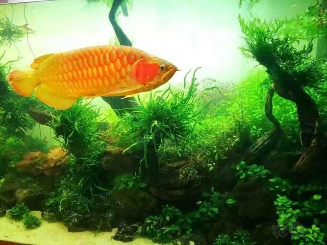 銀龍魚有多少種品種圖片