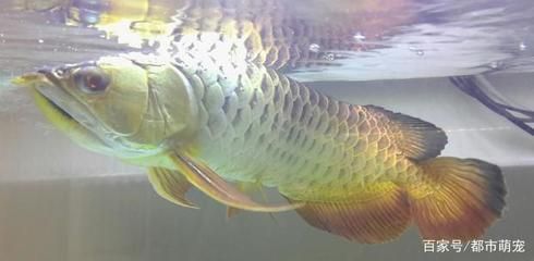 像金龍魚（金龍魚與銀龍魚的區別）