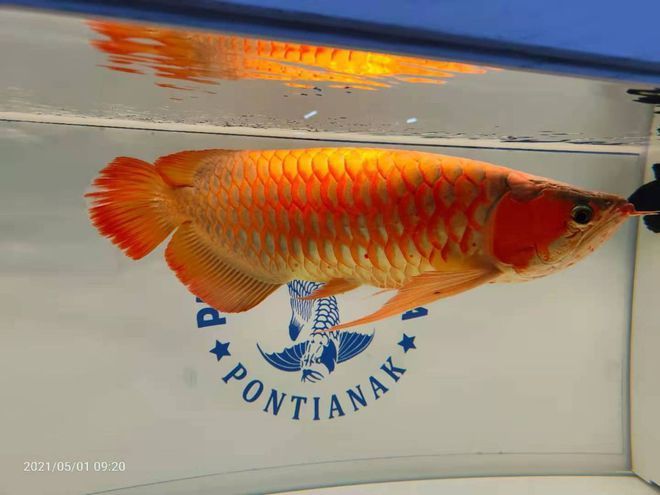 像金龍魚（金龍魚與銀龍魚的區別）