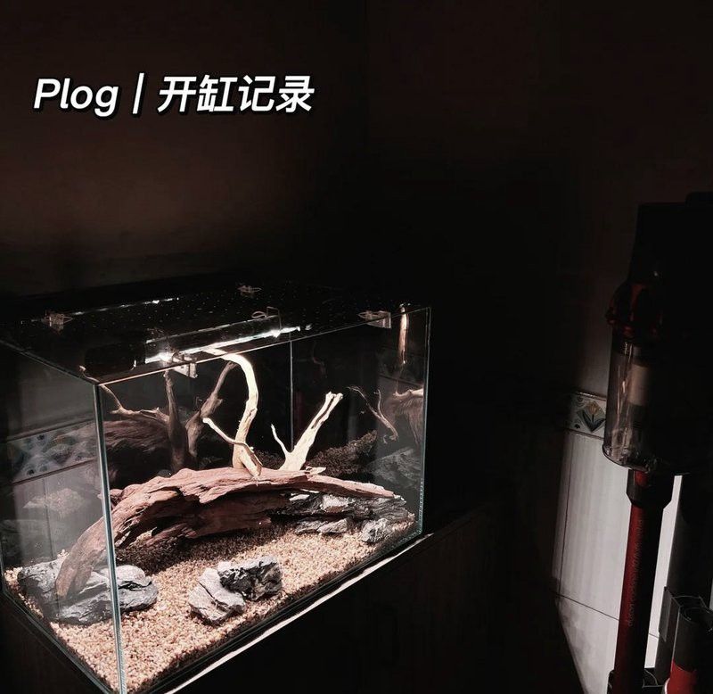 推薦幾款適合混養雷龍和招財貓的魚缸