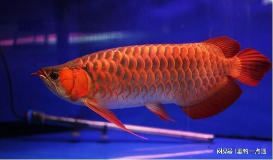 各種龍魚(yú)的寓意是什么：龍魚(yú)在中國(guó)文化中承載了豐富的象征意義