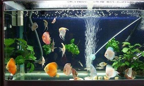 龍魚缸水流方向：龍魚缸水流方向對魚類的生活環境和健康有重要影響 龍魚缸水流方向：龍魚缸水流方向對魚類的生活環境和健康有重要影響 龍魚百科 第1張