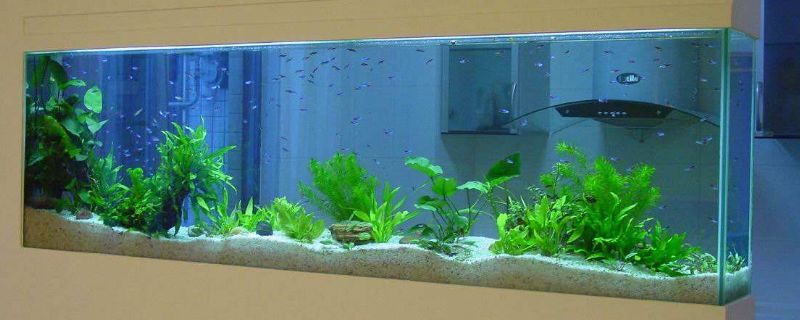 龍魚缸水流方向：龍魚缸水流方向對魚類的生活環境和健康有重要影響 龍魚缸水流方向：龍魚缸水流方向對魚類的生活環境和健康有重要影響 龍魚百科 第2張