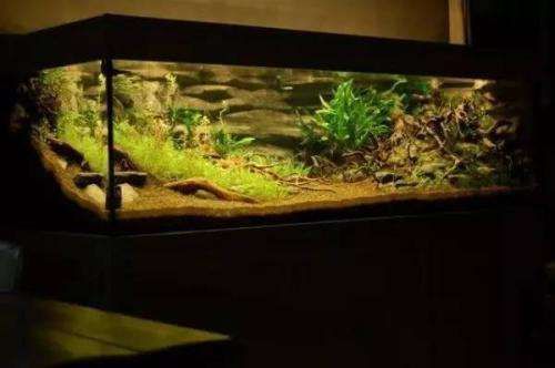 龍魚缸水流方向：龍魚缸水流方向對魚類的生活環境和健康有重要影響 龍魚缸水流方向：龍魚缸水流方向對魚類的生活環境和健康有重要影響 龍魚百科 第5張