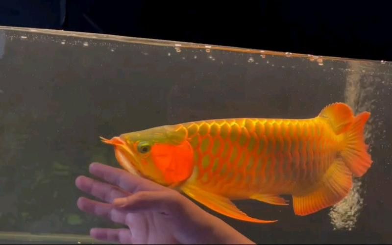 有哪些高清紅龍魚攝影圖？ 有哪些高清紅龍魚攝影圖？ 龍魚百科 第18張