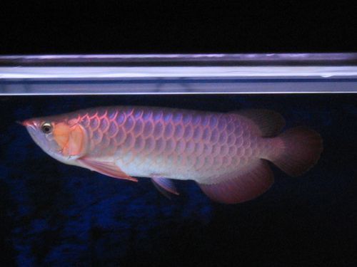 有哪些高清紅龍魚攝影圖？ 有哪些高清紅龍魚攝影圖？ 龍魚百科 第19張