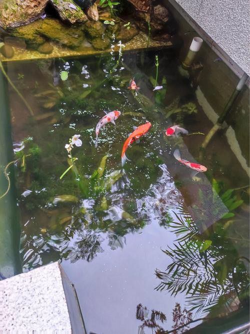 野生龍魚王圖片