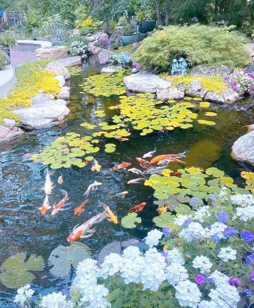 野生龍魚王圖片